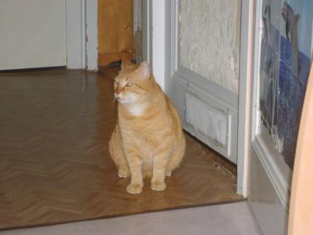 un petit chat, le garfield de la soirée.....
